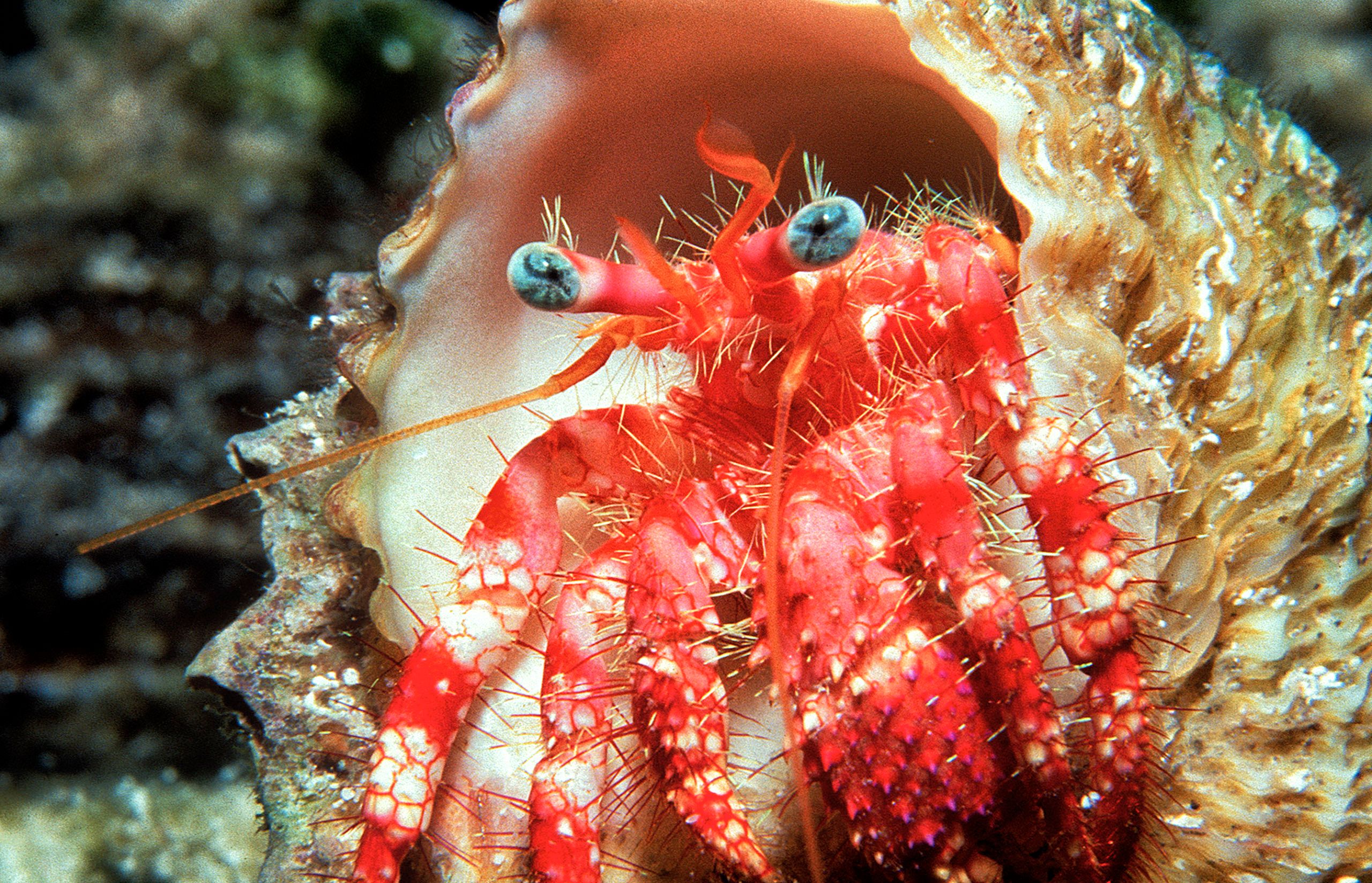 Marine Life 0333.jpg