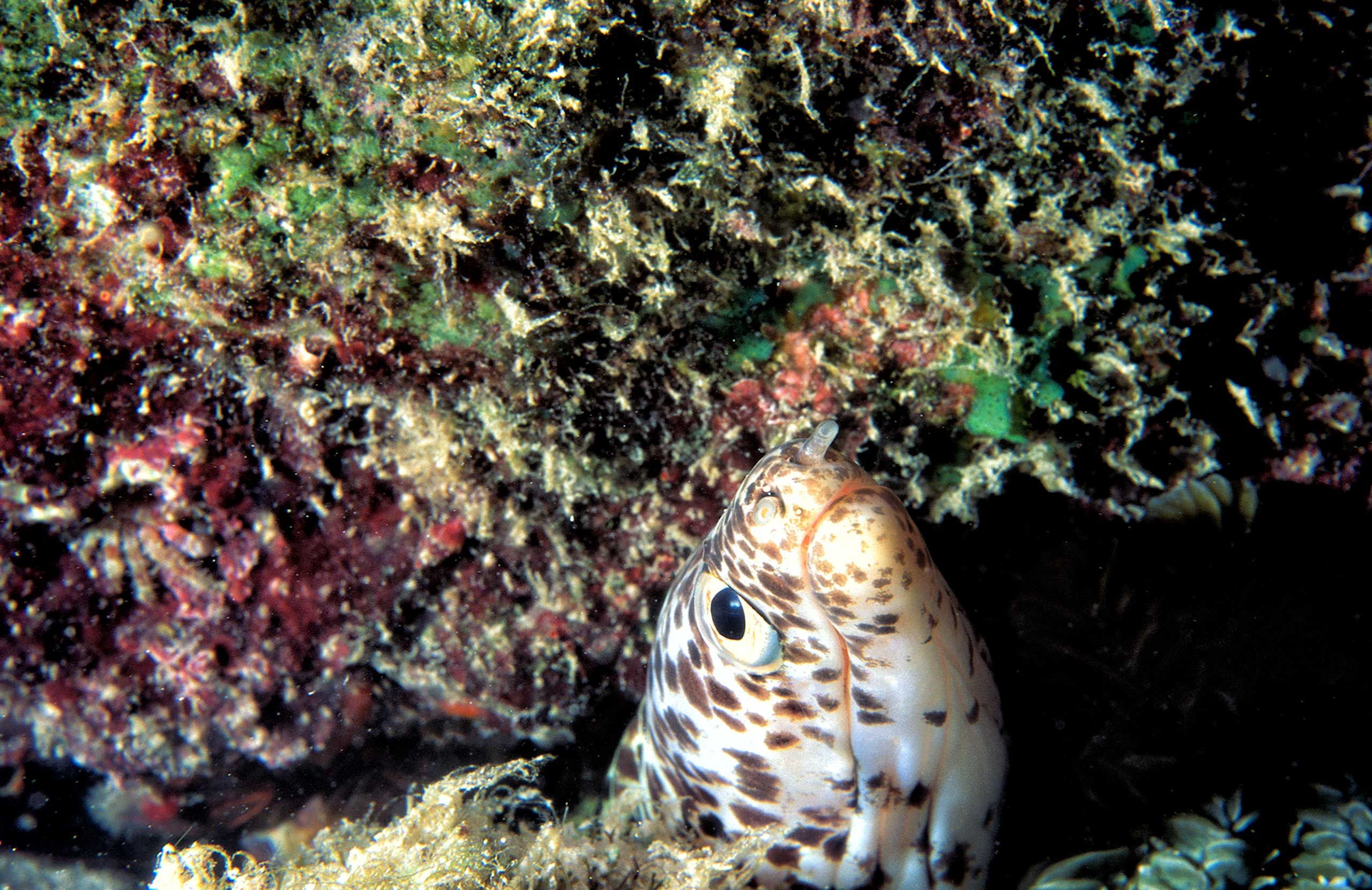 Marine-Life-0276_opt.jpg