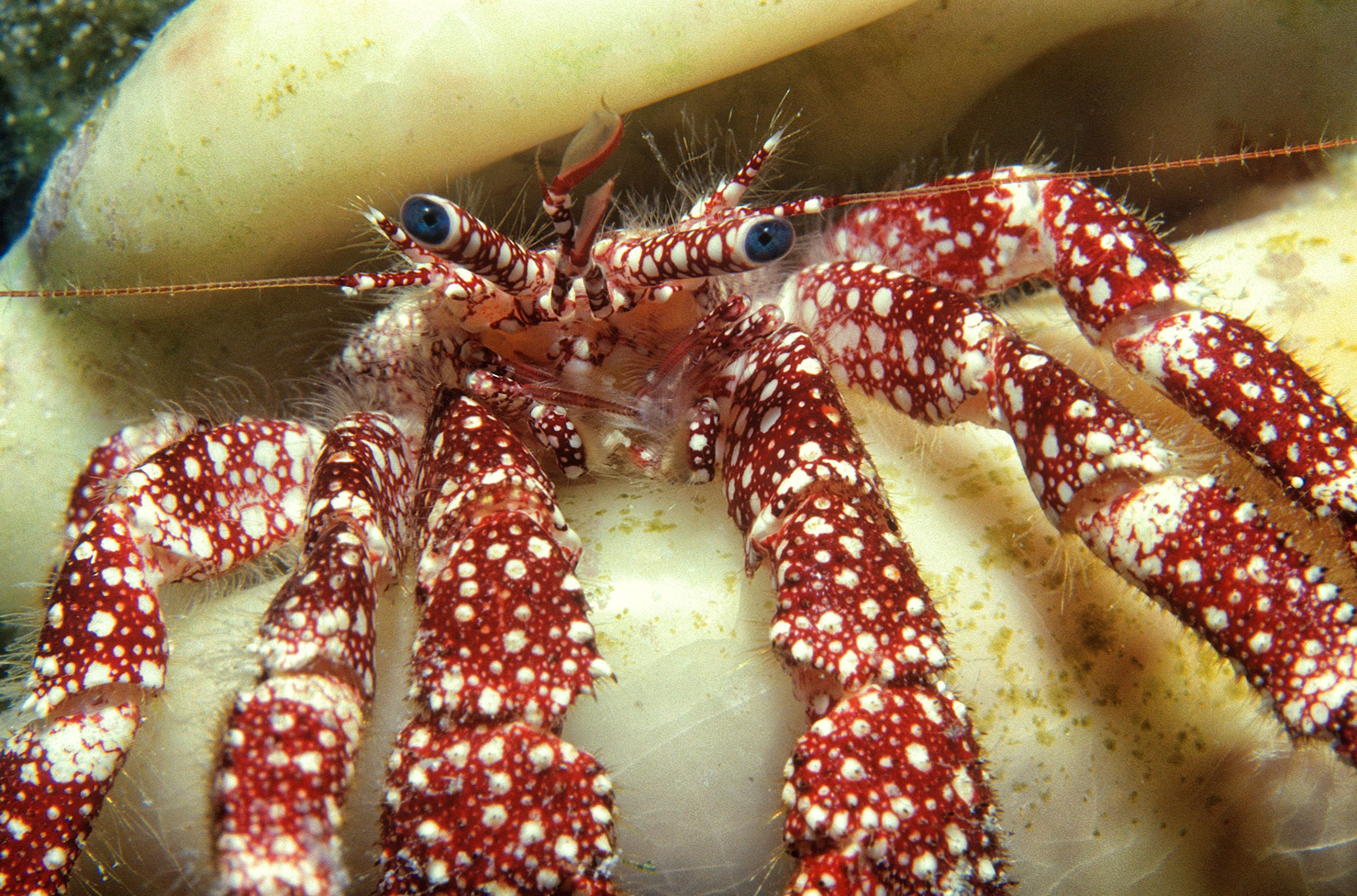 Marine Life 0341.jpg