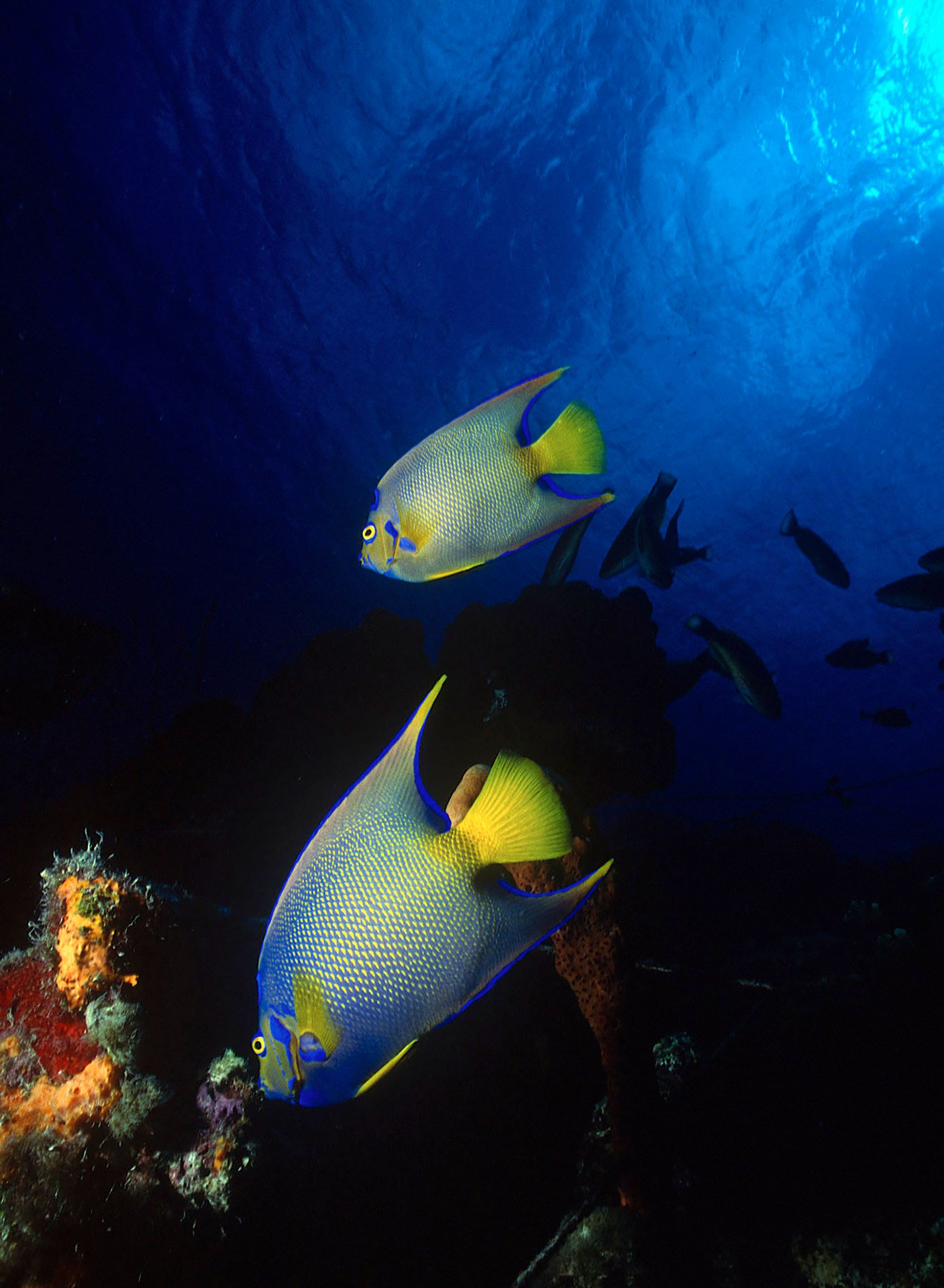 Marine Life 0189.jpg