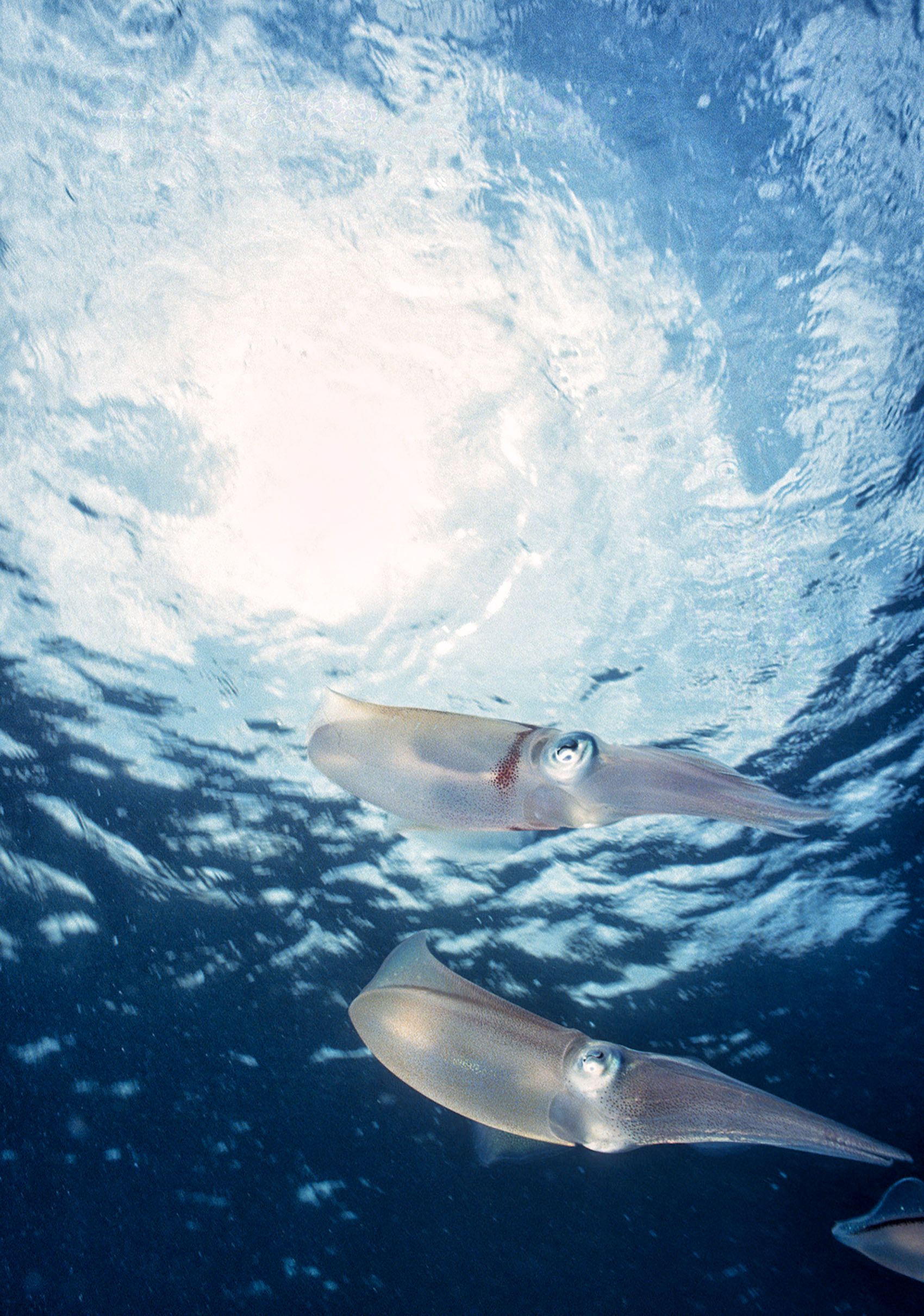 Marine Life 0198.jpg