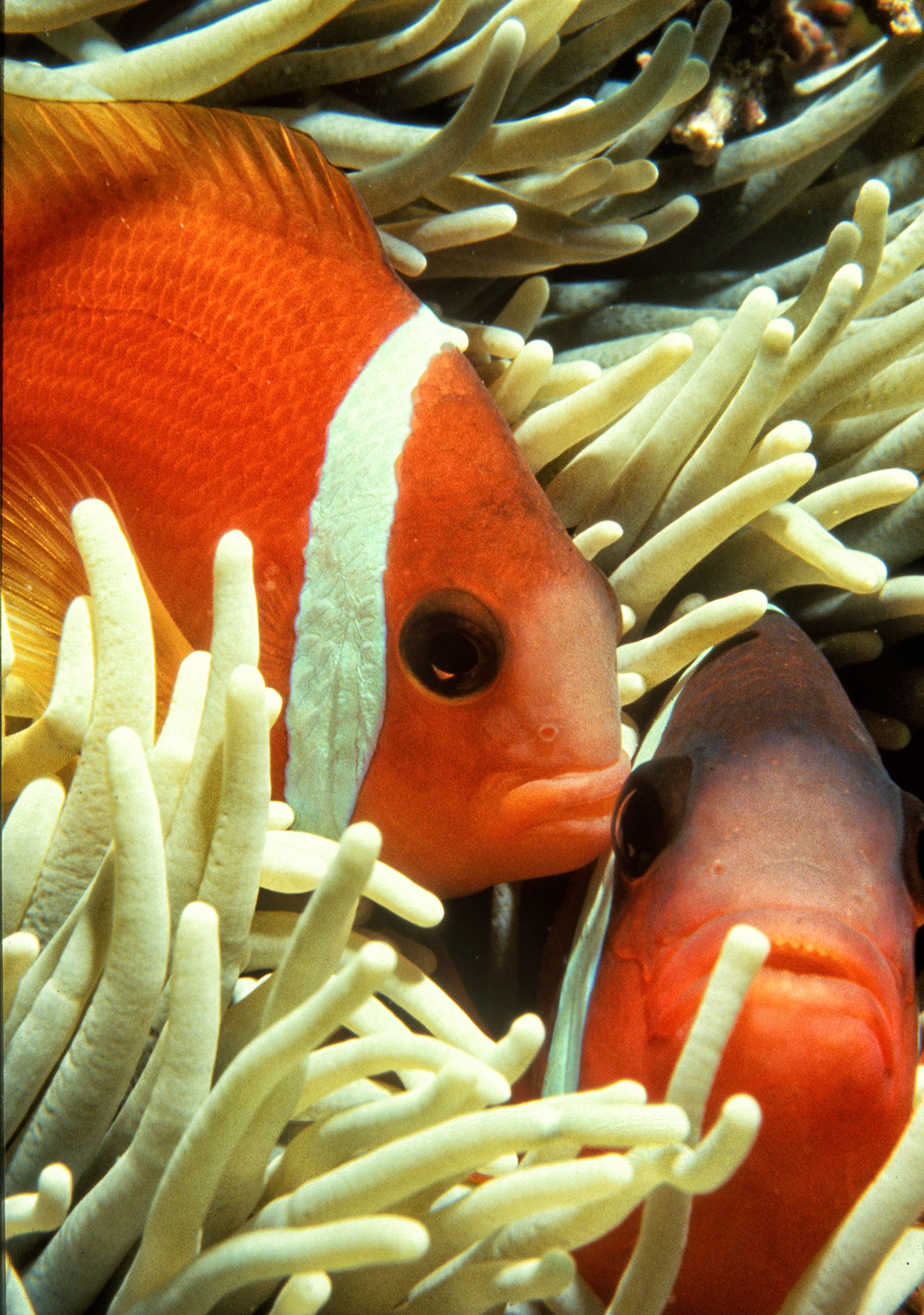 Marine Life 0403.jpg