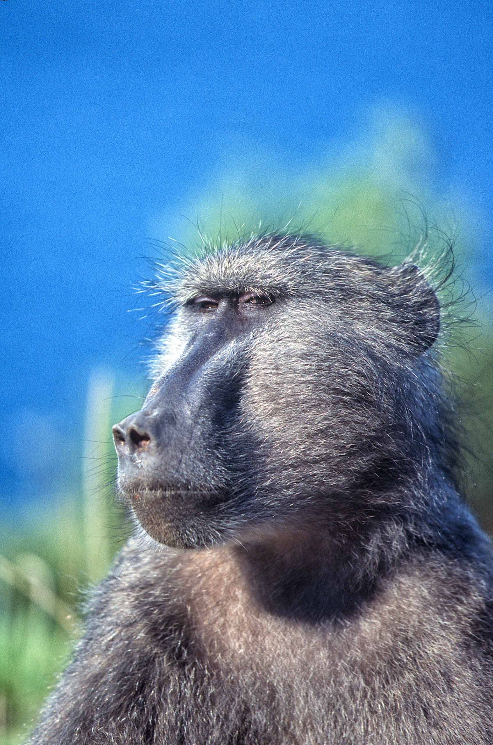 A.AFR.Baboon0007_opt.jpg