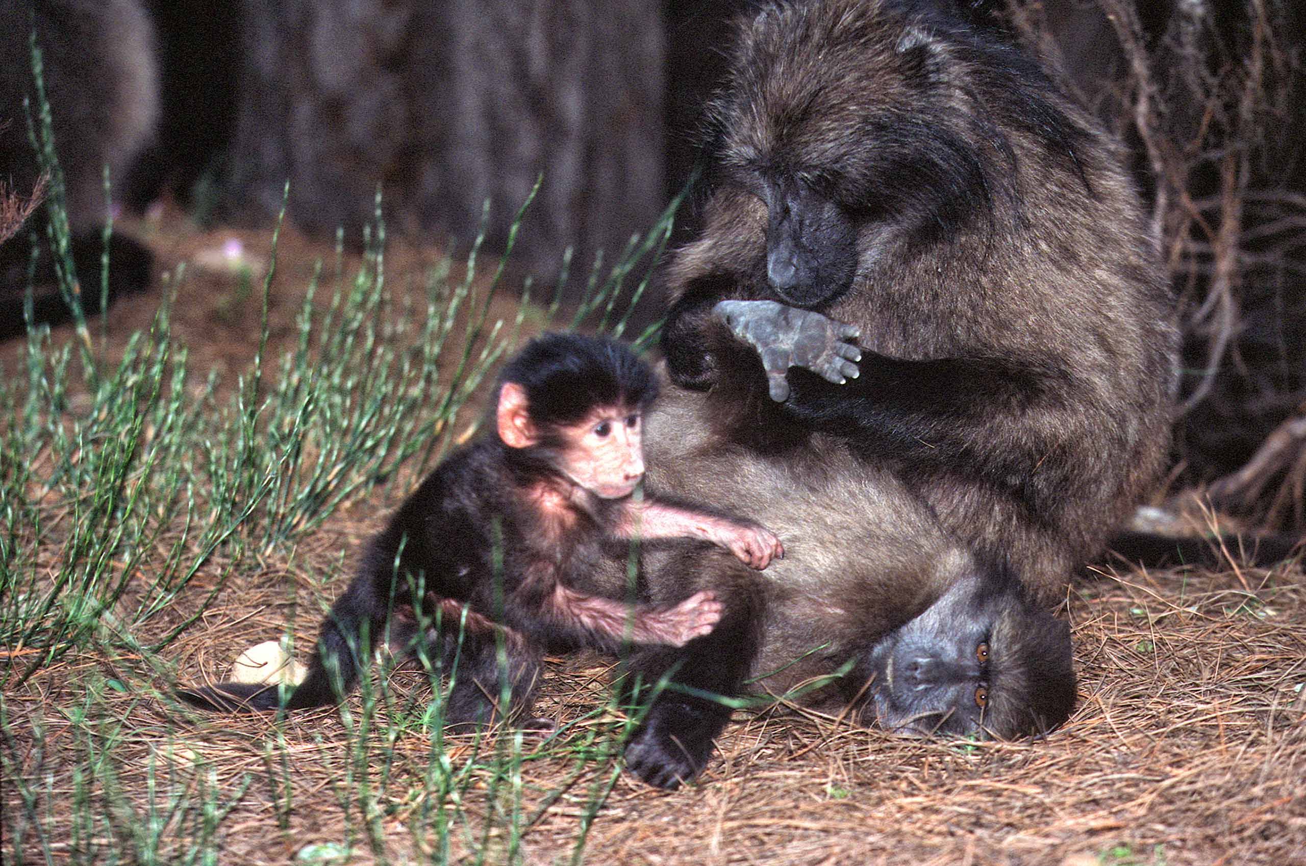 A.AFR.Baboon00017_opt.jpg