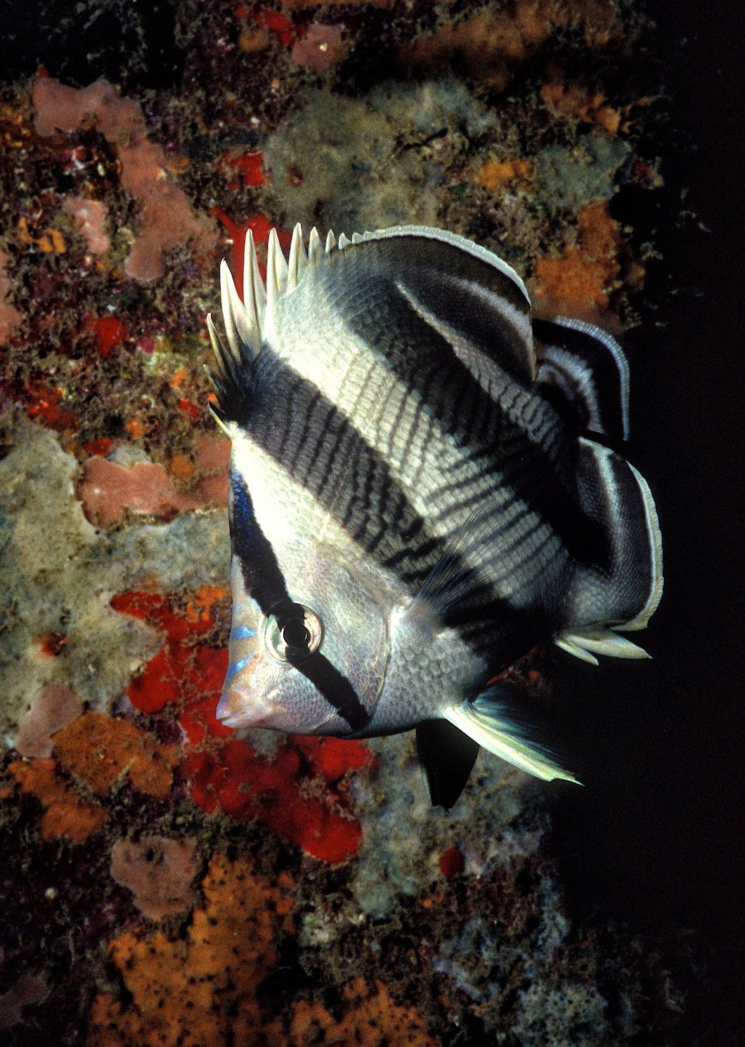 Marine Life 0113.jpg