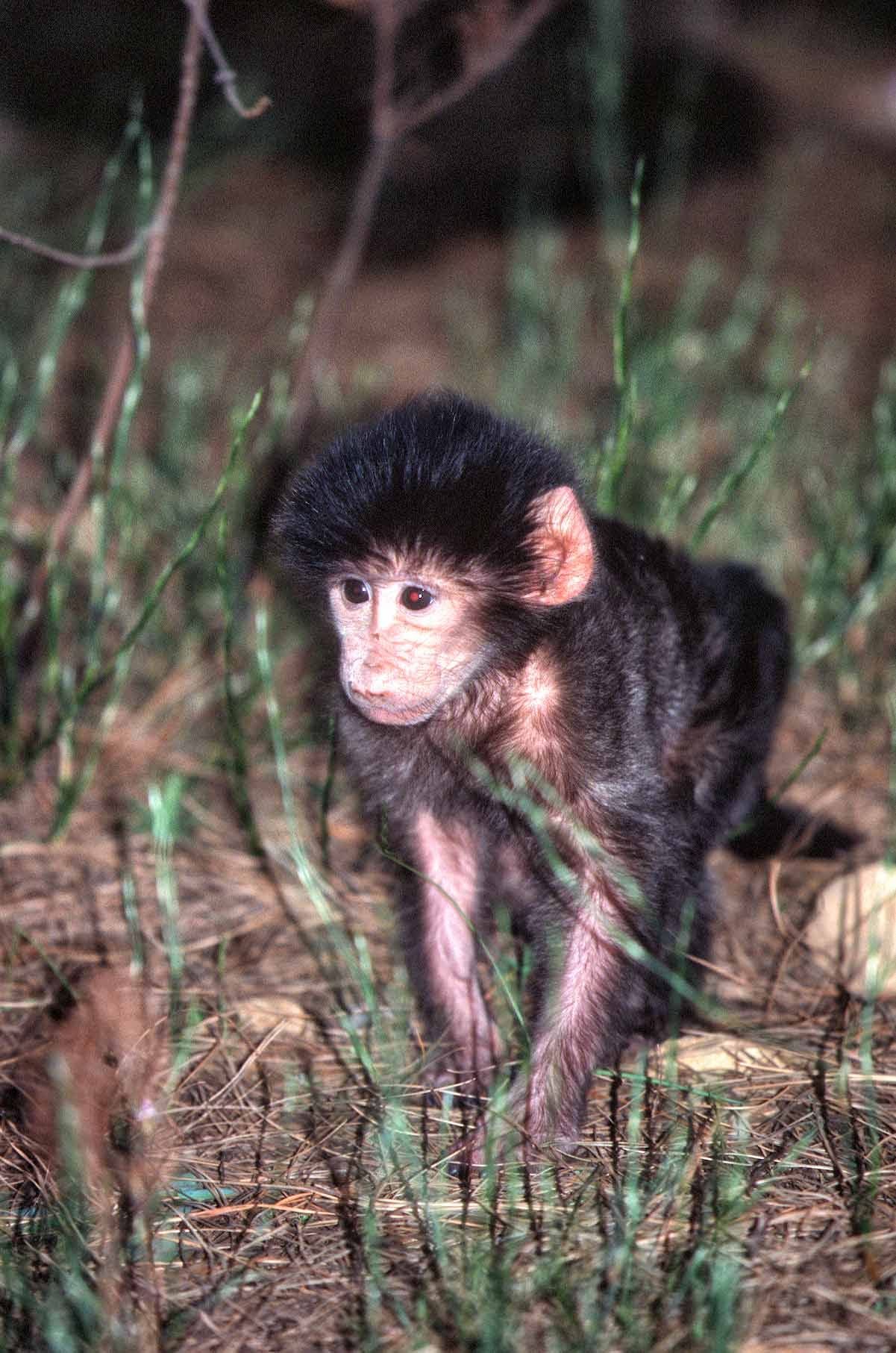 A.AFR.Baboon00012_opt.jpg