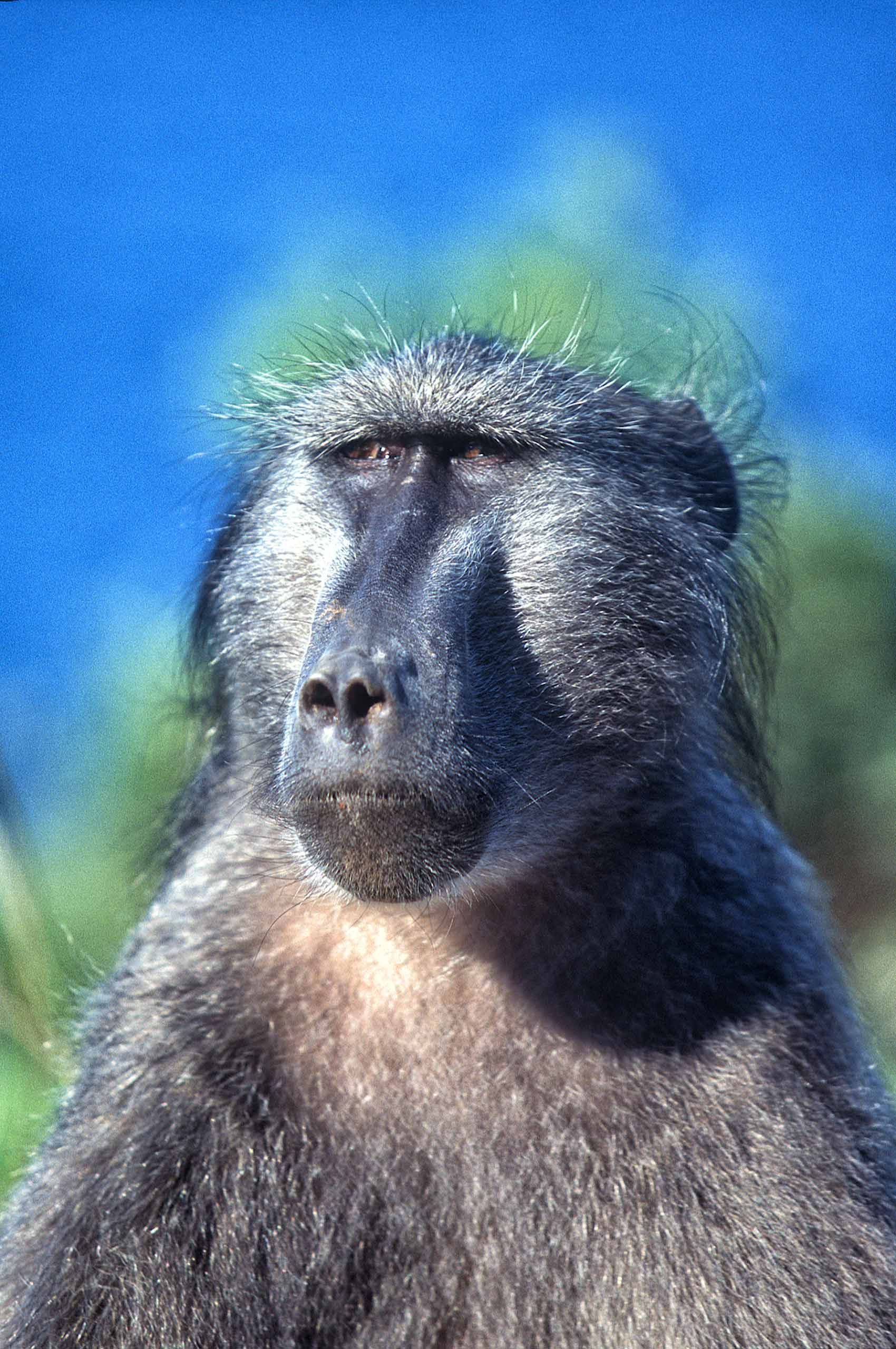 A.AFR.Baboon0008_opt.jpg
