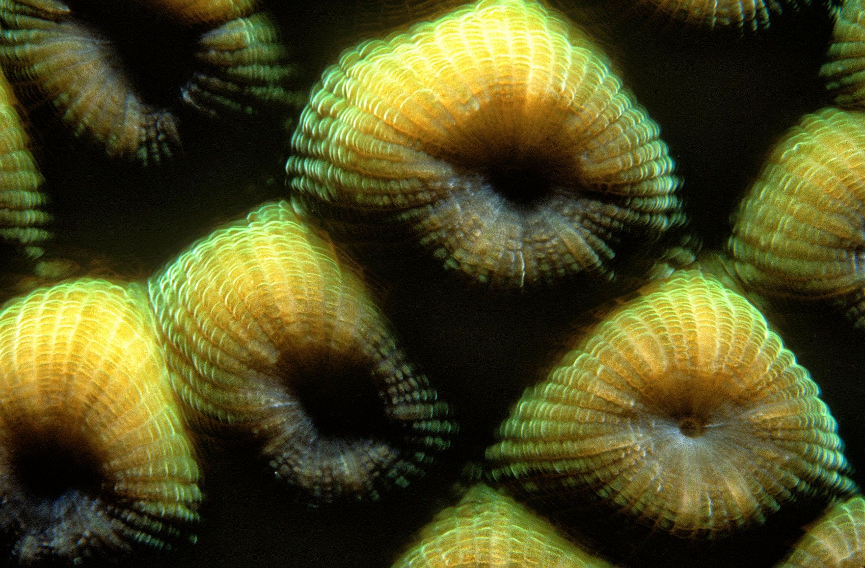 Marine Life 0023.jpg
