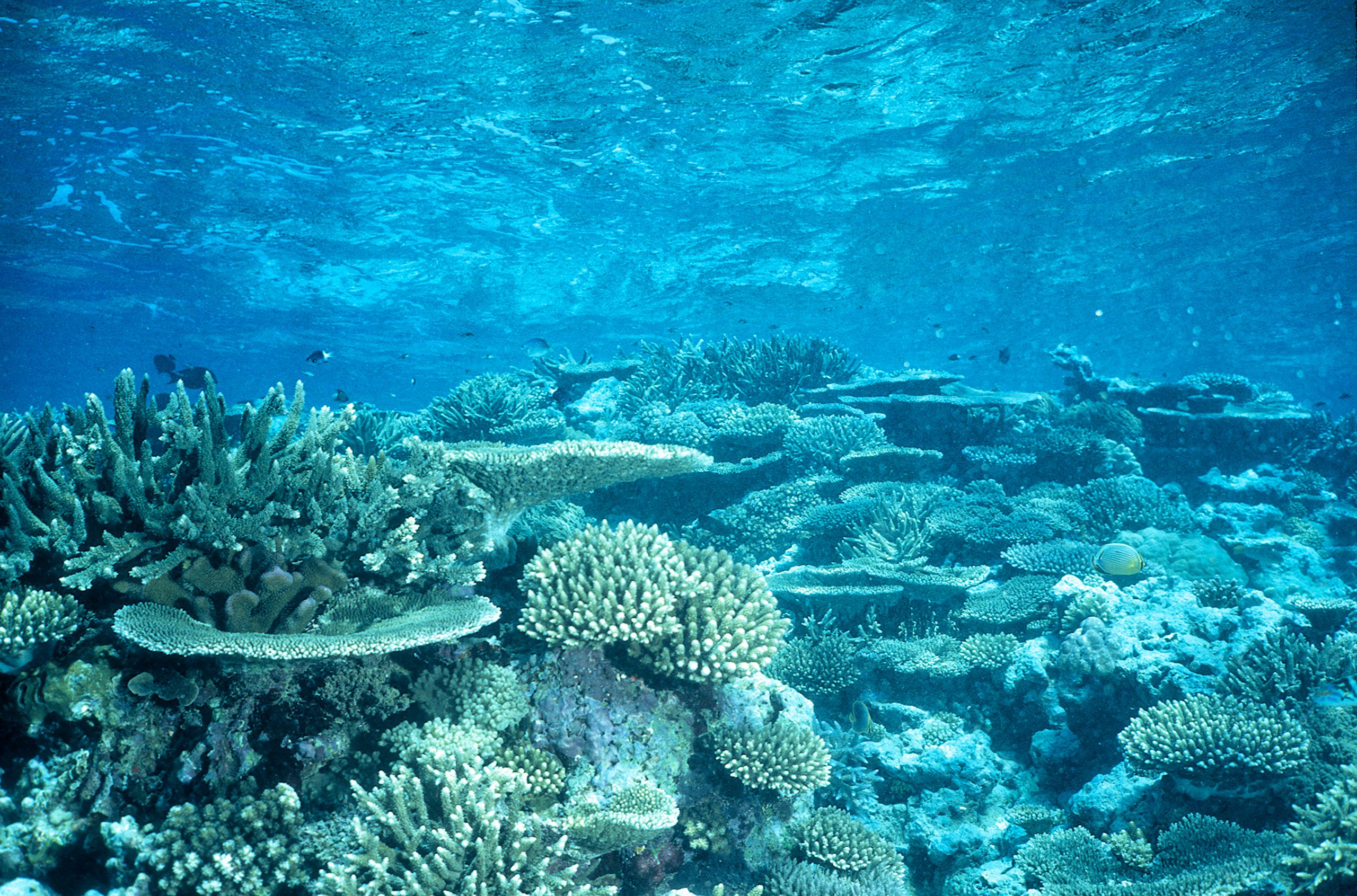 Marine Life 0017.jpg