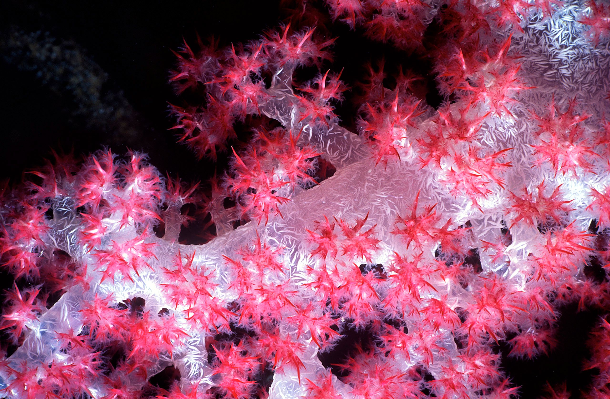 Marine Life 0130.jpg