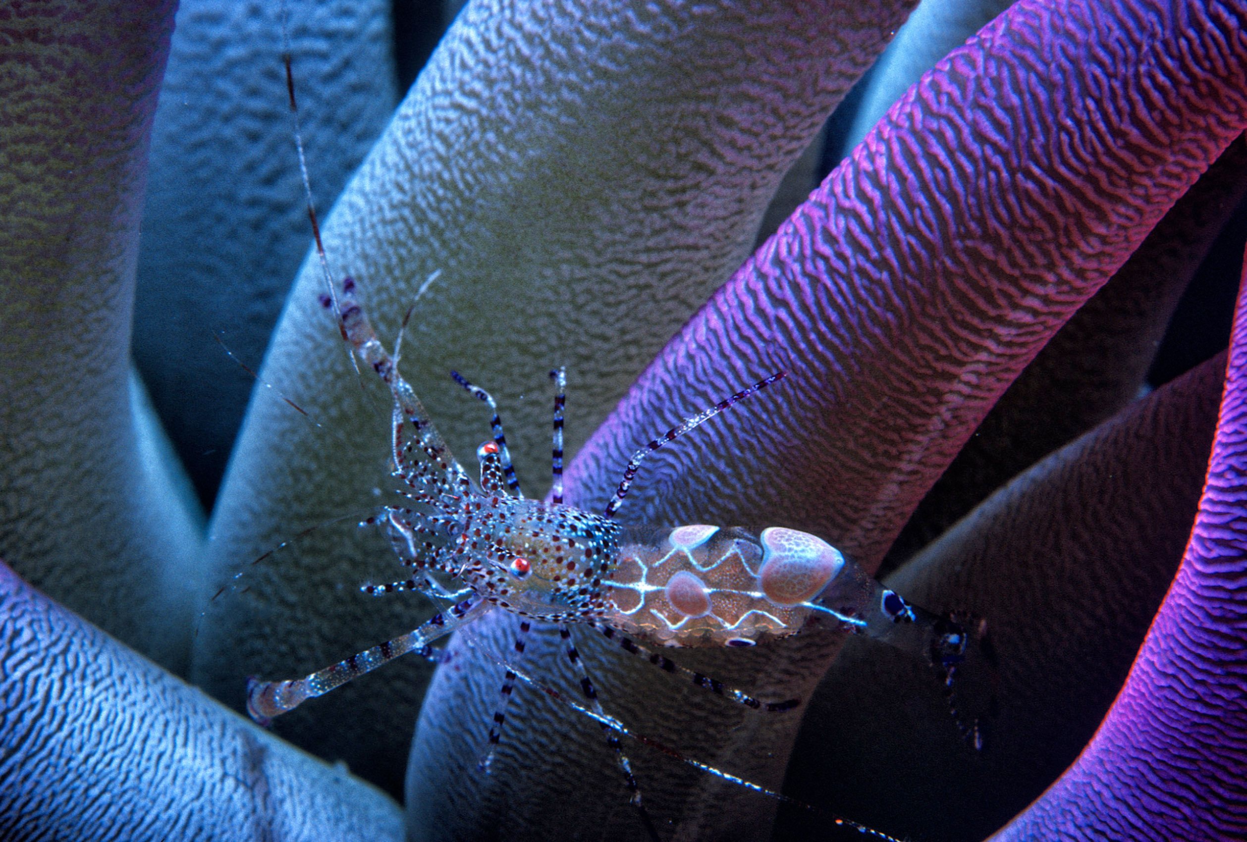 Marine Life 0109.jpg