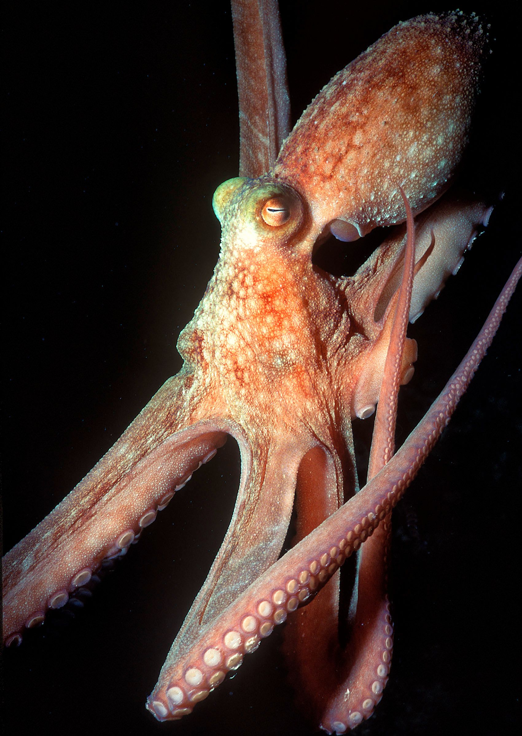 Marine Life 0273.jpg