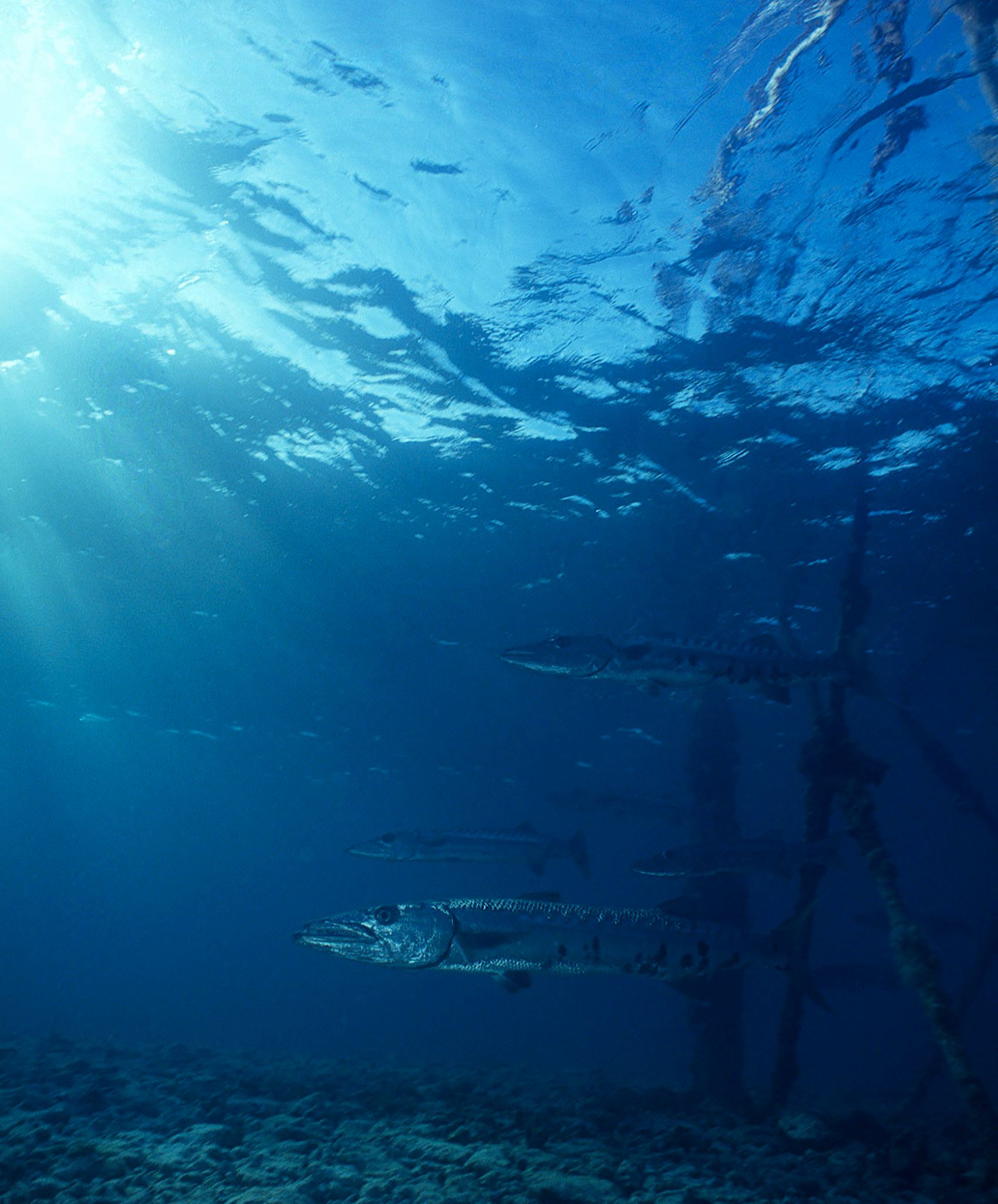 Marine Life 0196.jpg