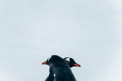 KT_161215_LewisPugh_HurtigrutenAntarctica_9695.jpg