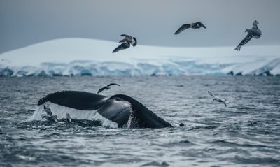 KT_150310_5Swims_AntarcticPeninsula_7014.jpg