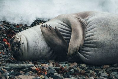 KT_161215_LewisPugh_HurtigrutenAntarctica_8809.jpg