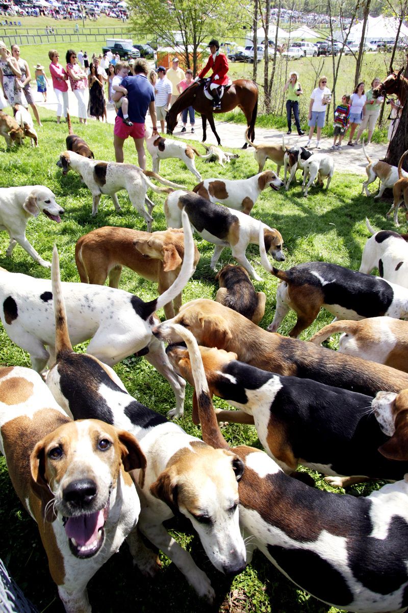 Hounds and Horses for WNC Magazine