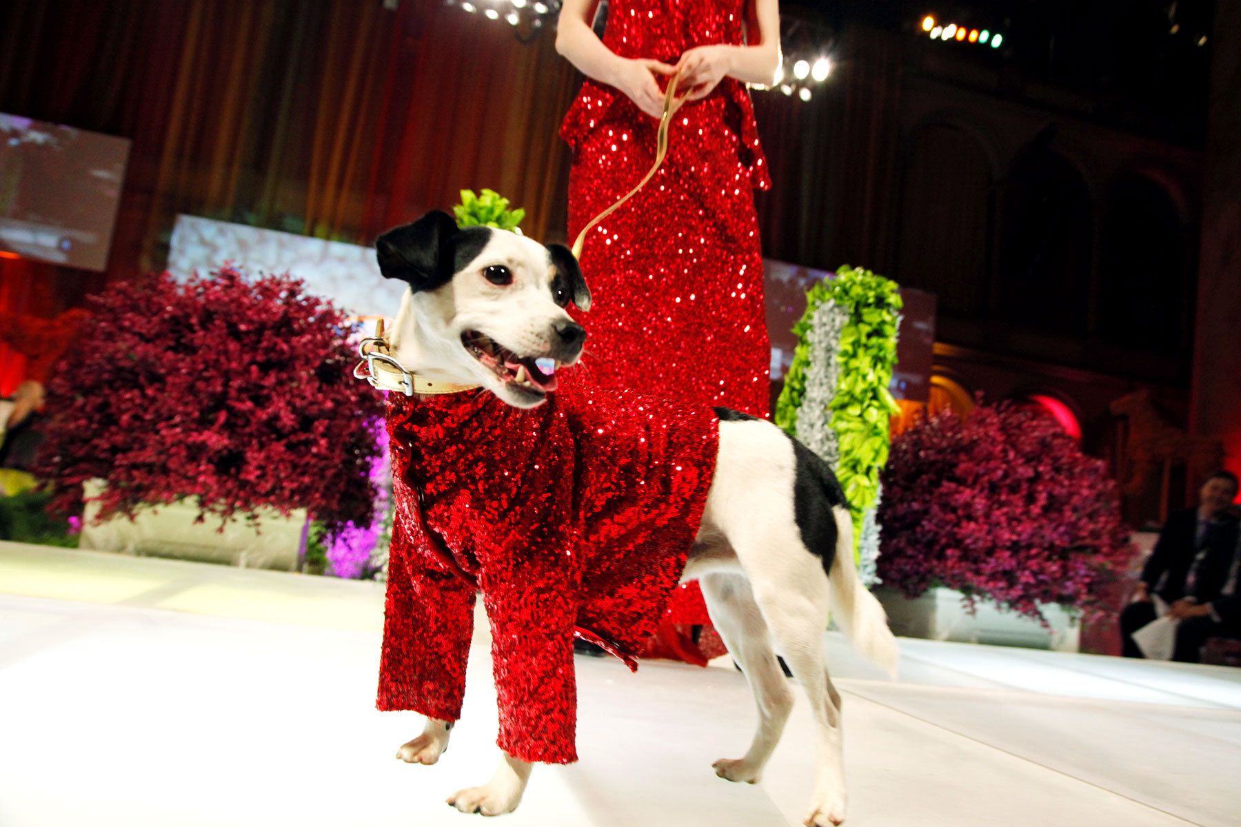 Fashion for Paws Benefit for The Washington Post