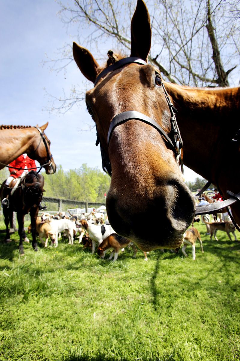 Hounds and Horses for WNC Magazine