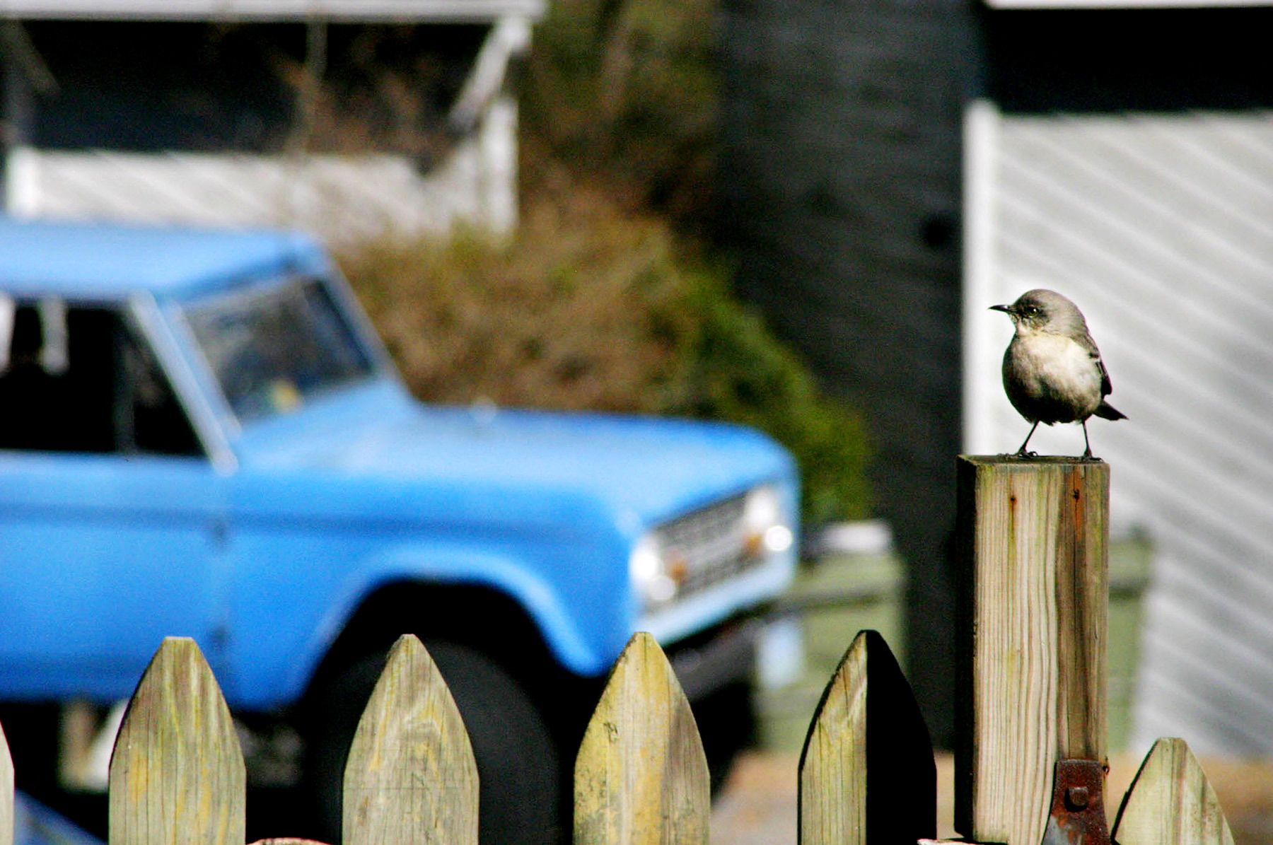Bird and Blue Truck