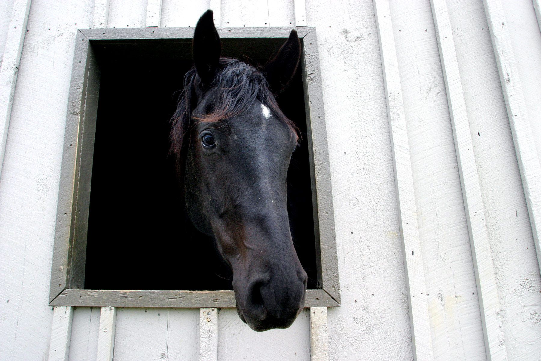 for the New York Times