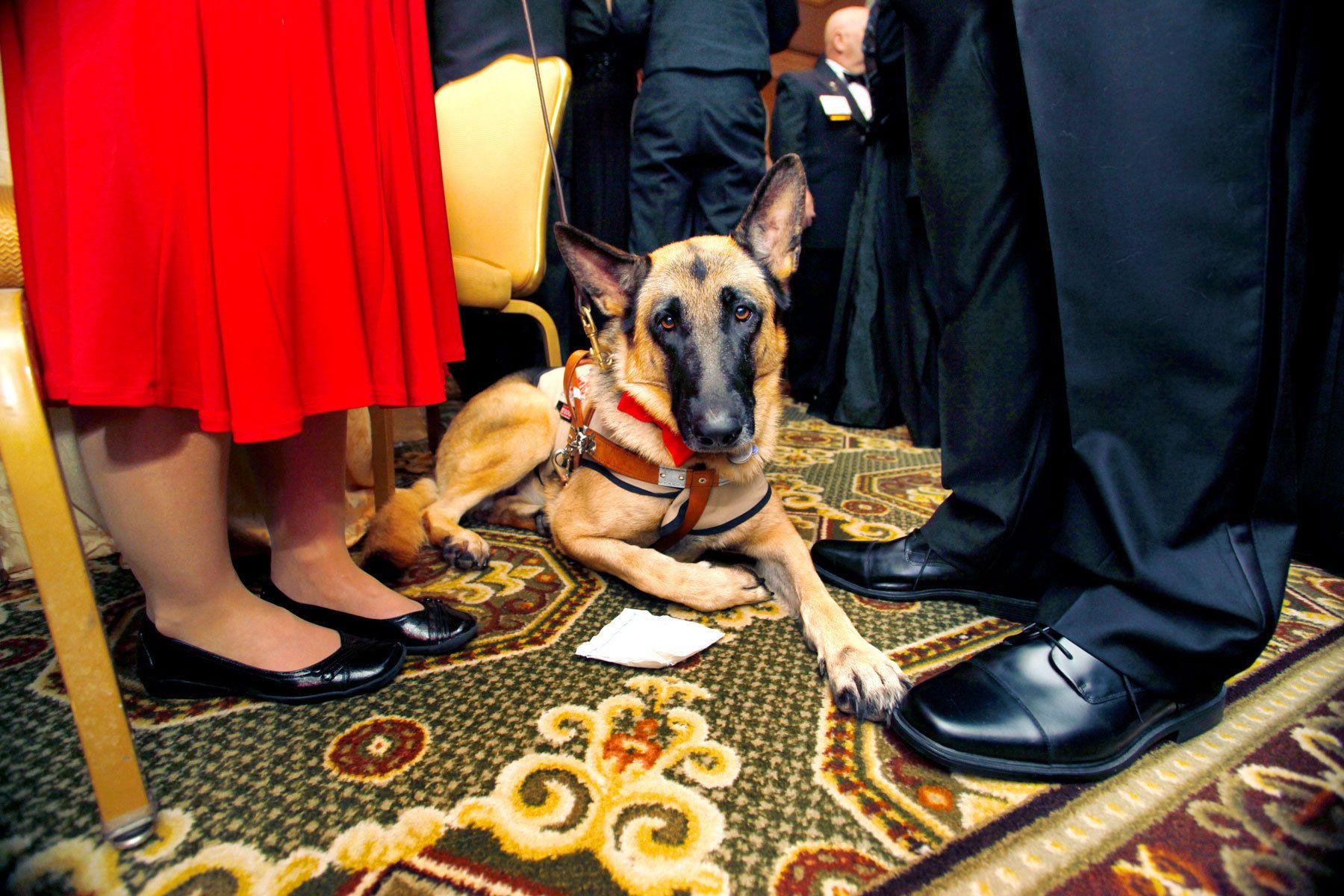 Society Service Dog for the Washington Post