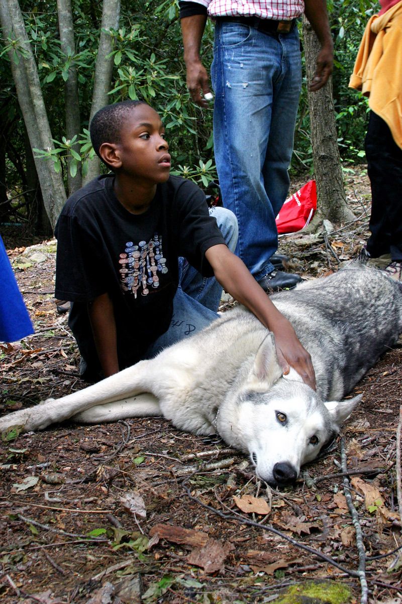 The boy and the Wolf dog