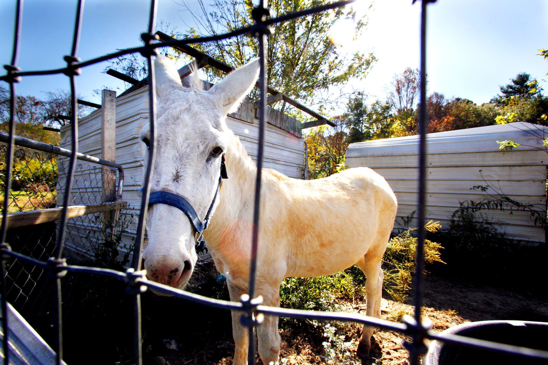 IFC "I Love Local Commercials"