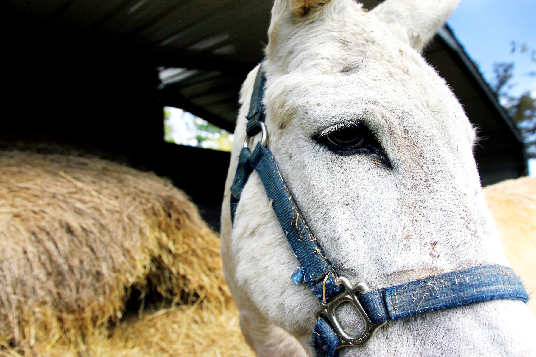 IFC "I Love Local Commercials" film shoot