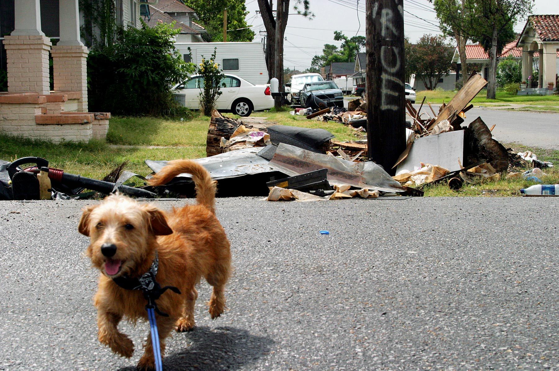 Pee Wee, Hurricane Katrina dog, I fell  in love with
