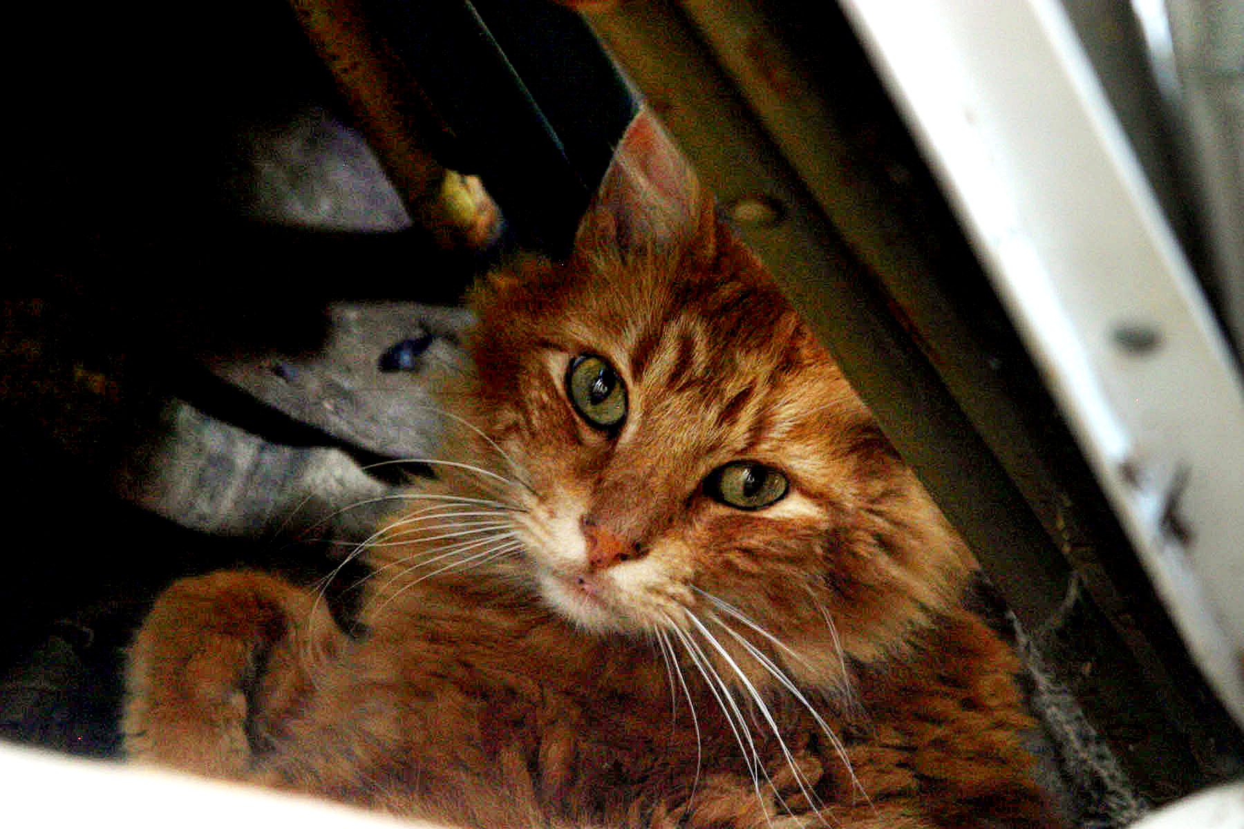 Nanish Shonti intentional community