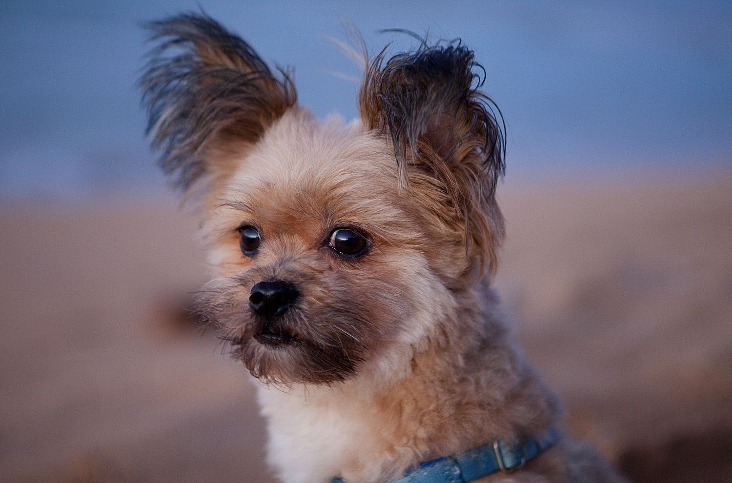 1r131014_haena_dogs_0311_lb