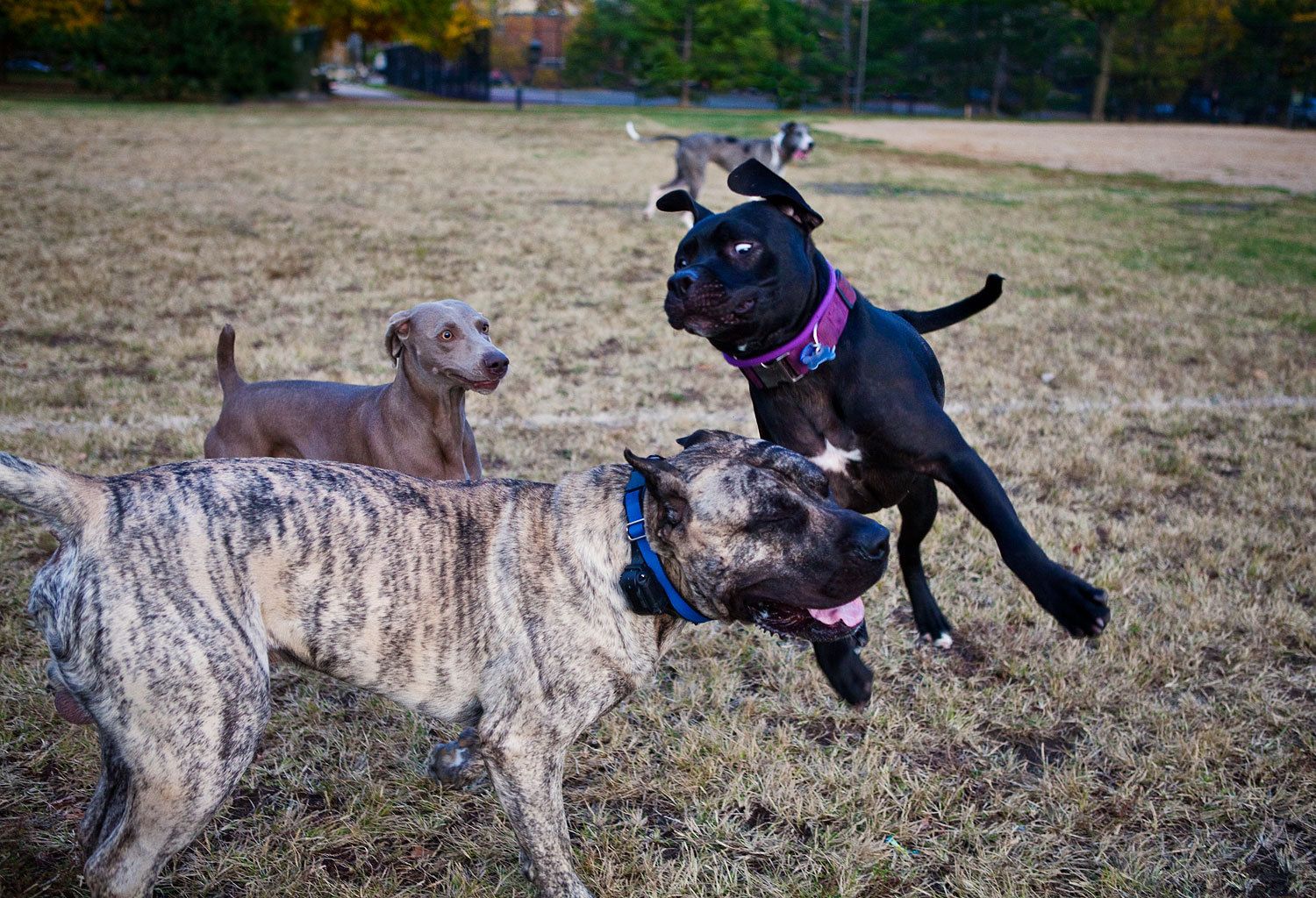 1r121016_chicago_1053_lbs