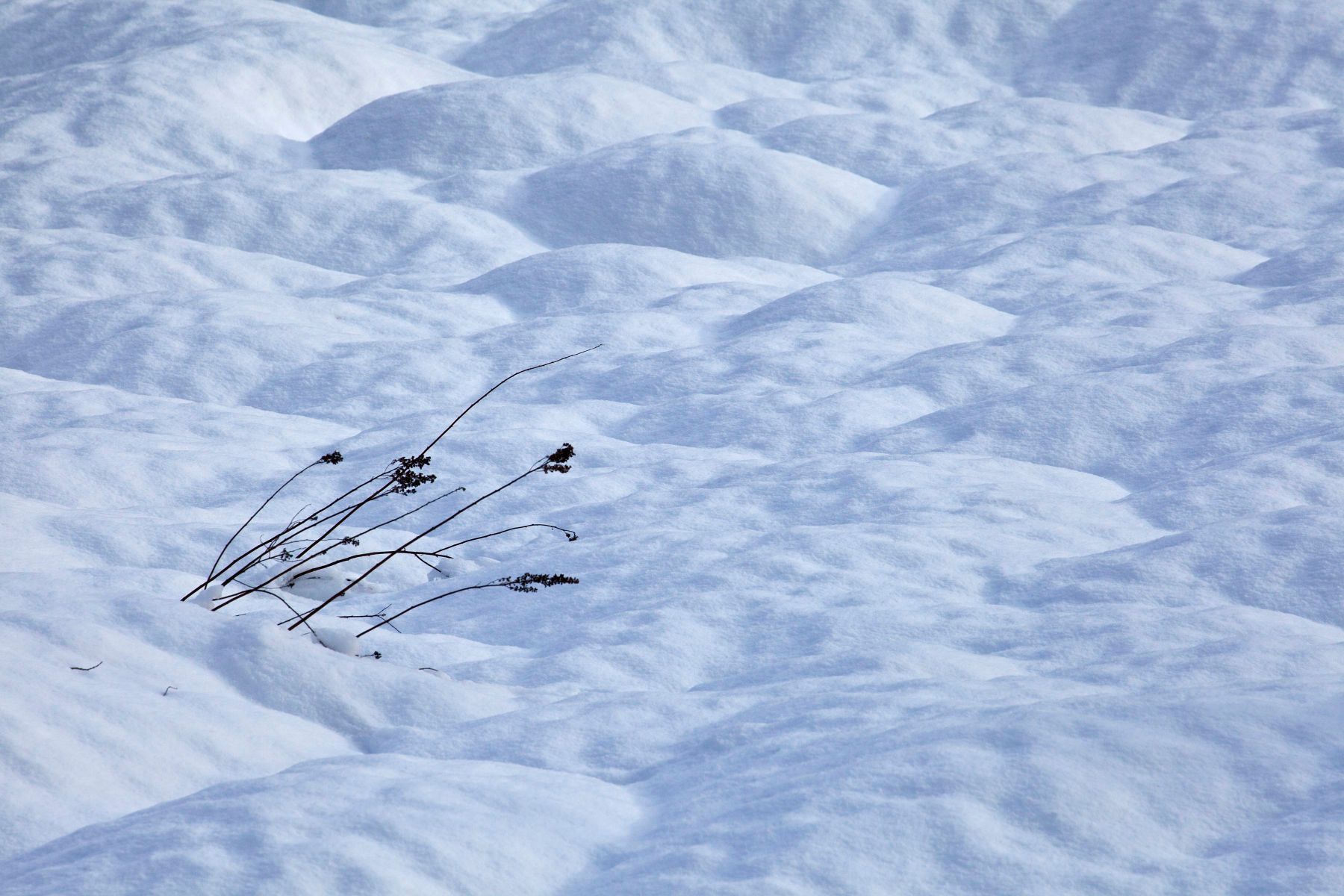 Valley trail winter field Whistler BC