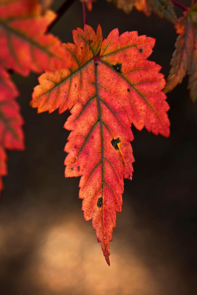 Maple leaf Whistler BC