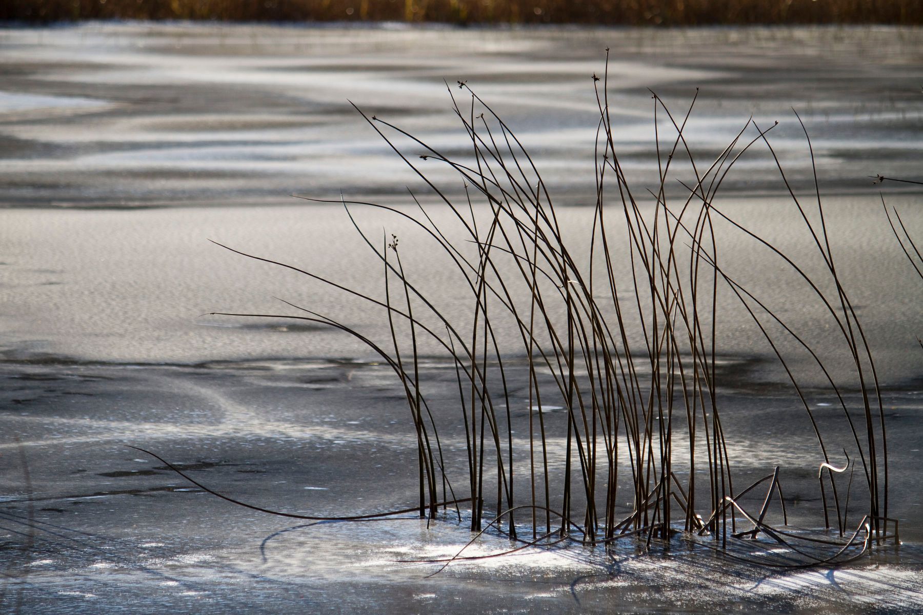Reeds in frozen pond Whistler BC