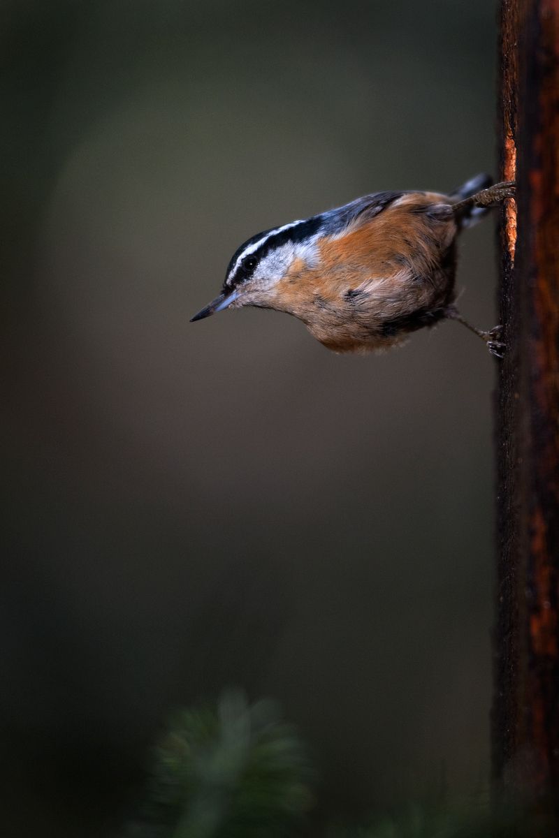 1r20100412_nuthatch_0026o.jpg