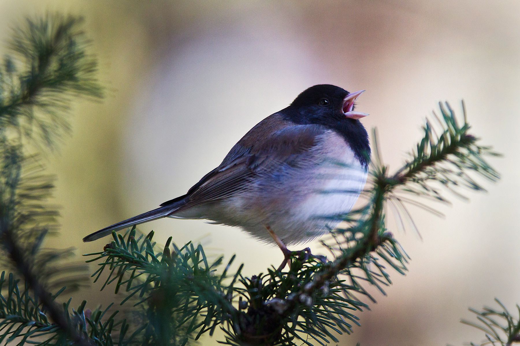 1r20110429_junco_0127o.jpg
