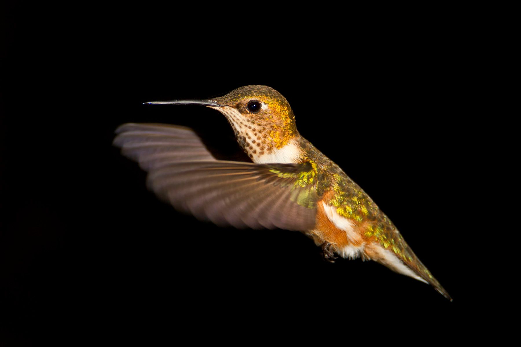 1r20120514_hummingbird_0024.jpg