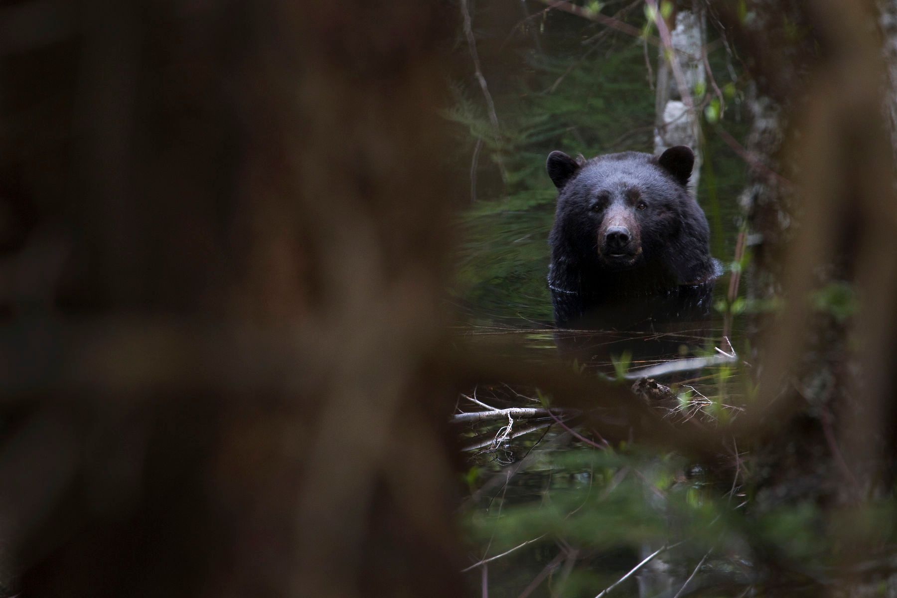Black Bear Whistler BC