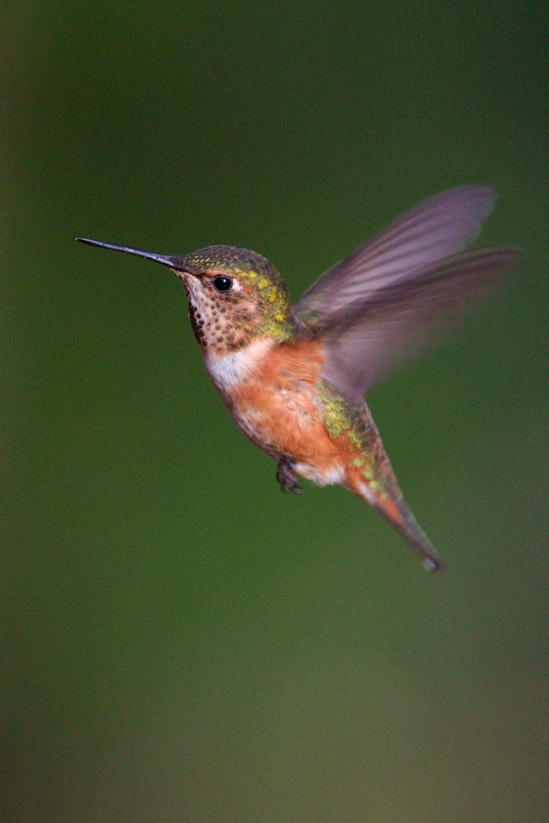 1r20100614_hummingbird_0037.jpg