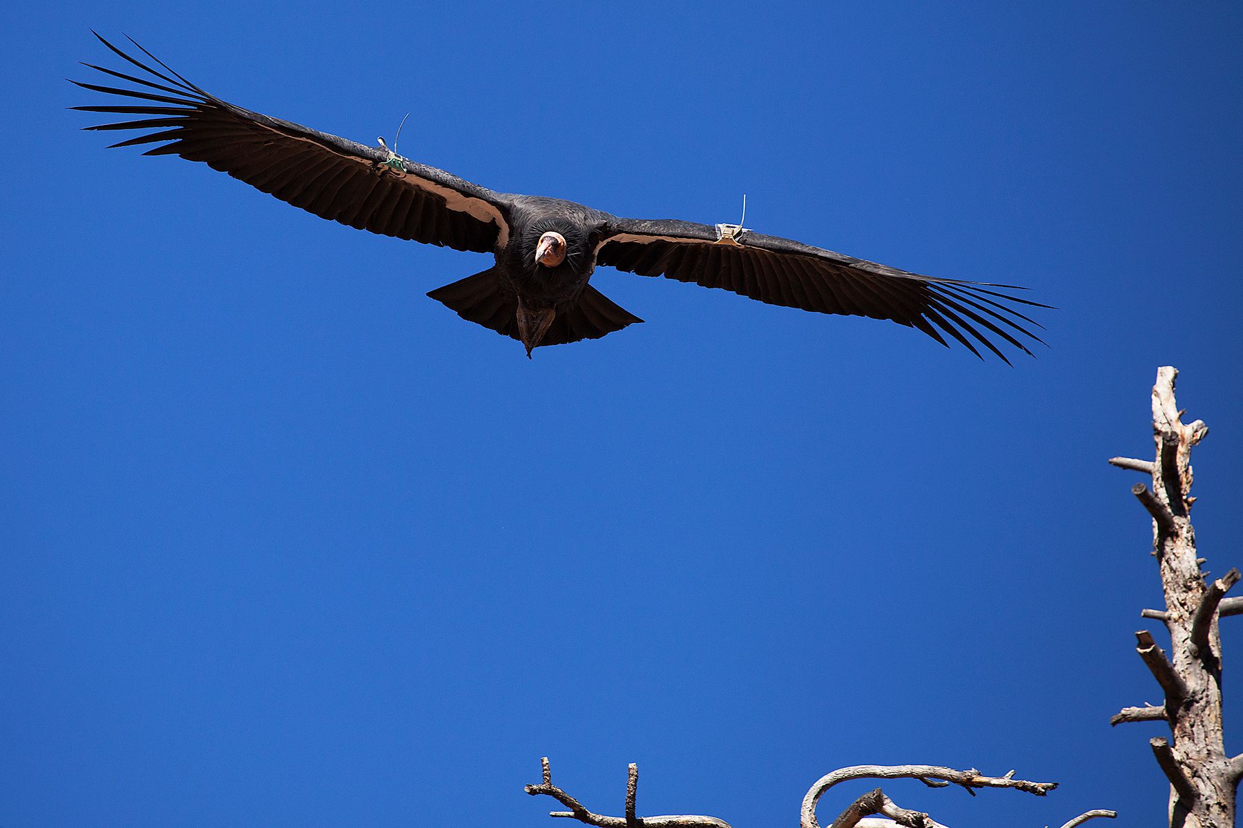 1r20111101_condor_0072o.jpg