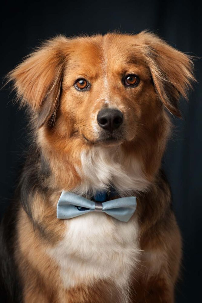 dog portraits modeling