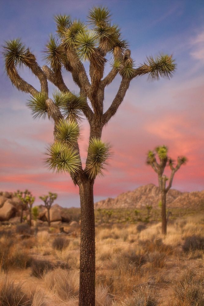 Joshua Tree National Park, California ko_113021_12760 copy.jpeg