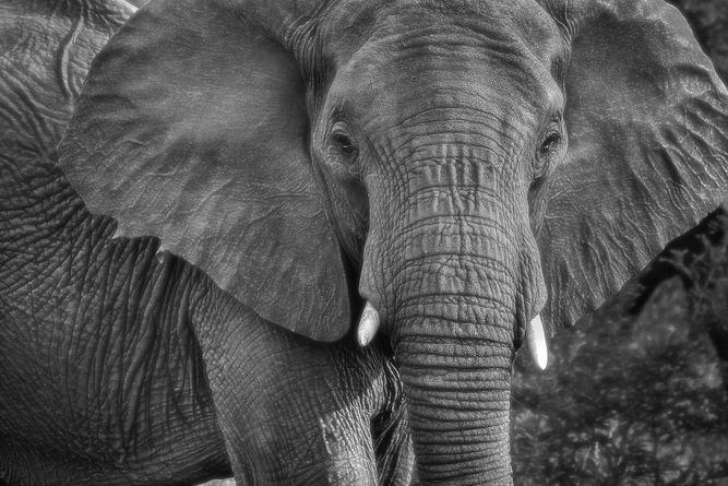 Makalali Private Game Reserve, South Africa IMG_0499 copy.jpeg