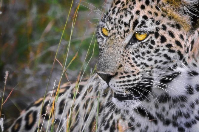 Makalali Private Game Reserve, South Africa IMG_0065 copy.jpeg
