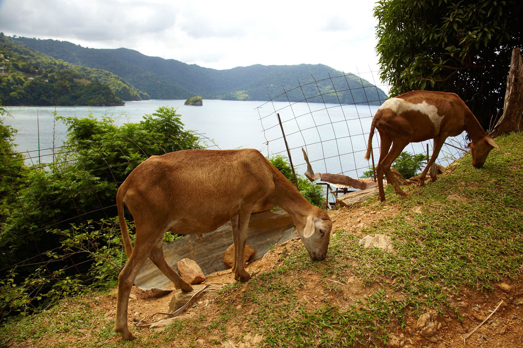 Goats along the road to Pirates Bay, Tobago