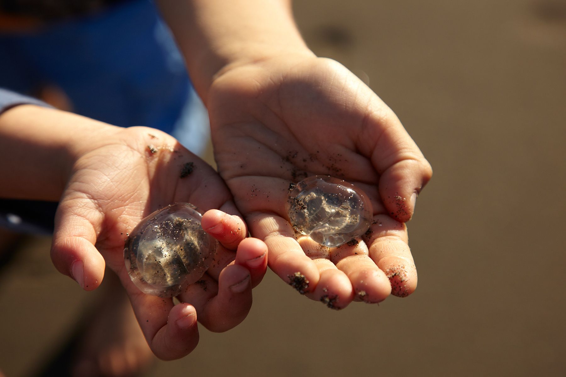Collecting Jellies on Muir Beach, California