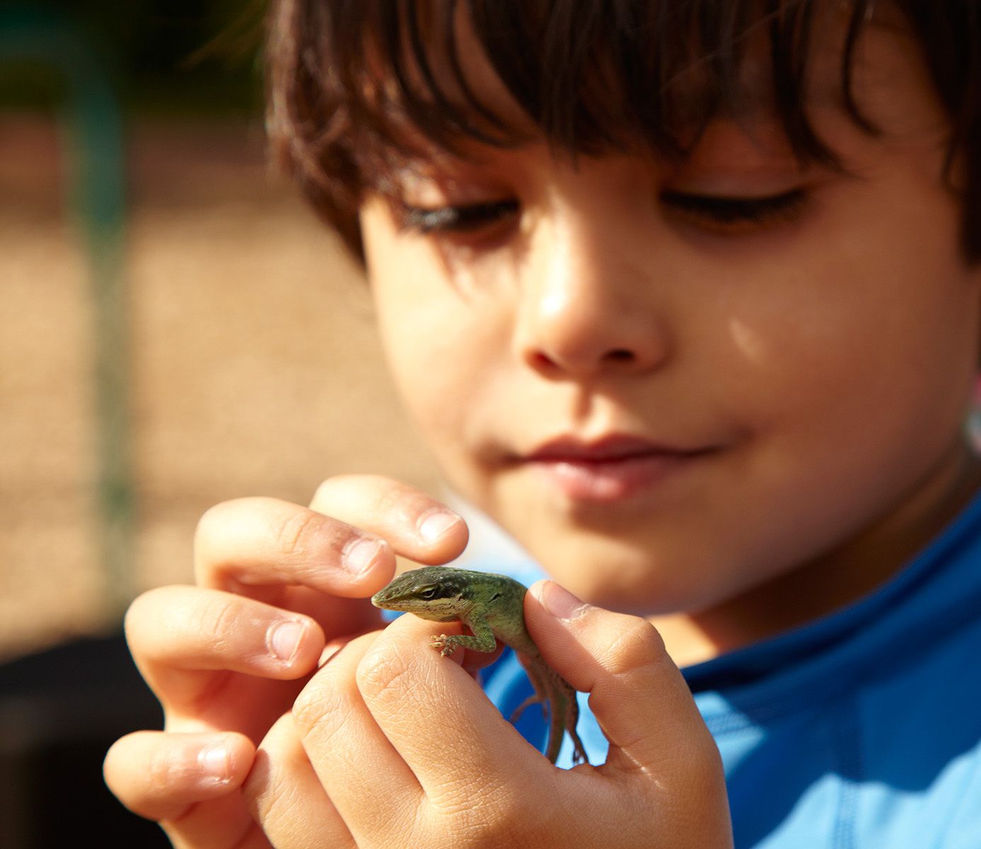 Catching Chameleons in Orlando, Florida