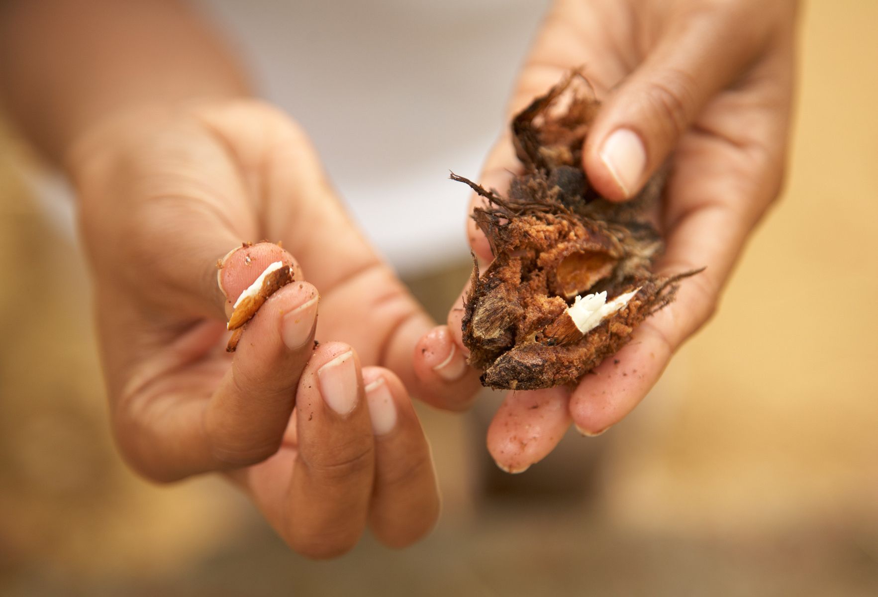 Picking fresh almonds in Tobago